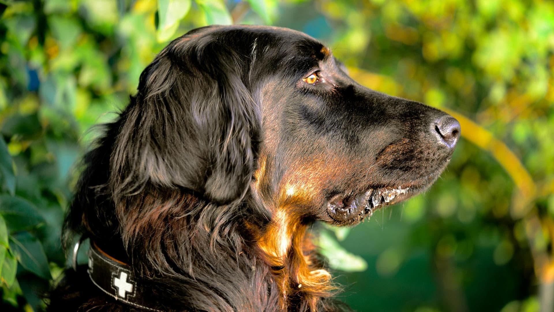 Specialist Vets in Ogden