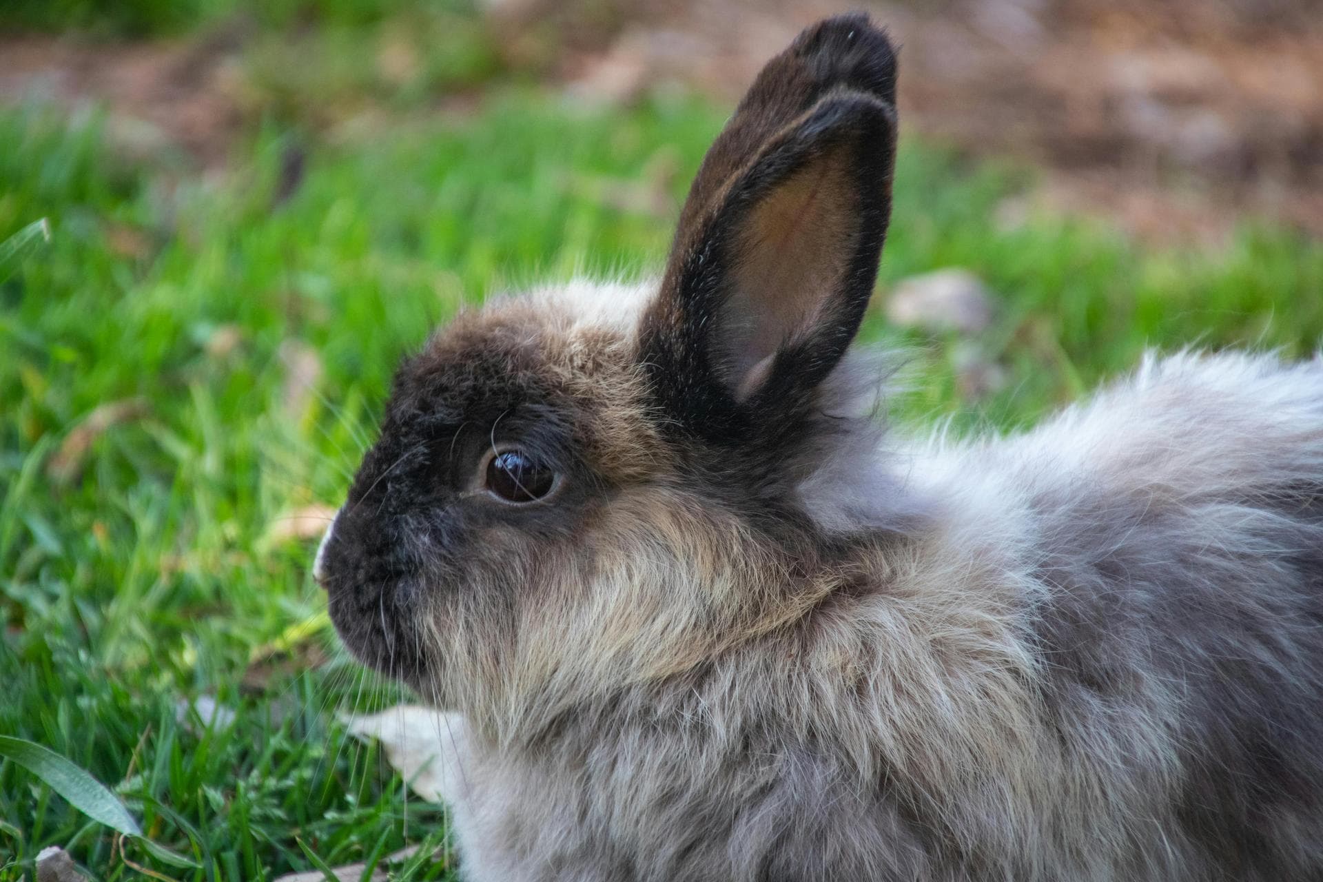 Specialist Vets in Ogden