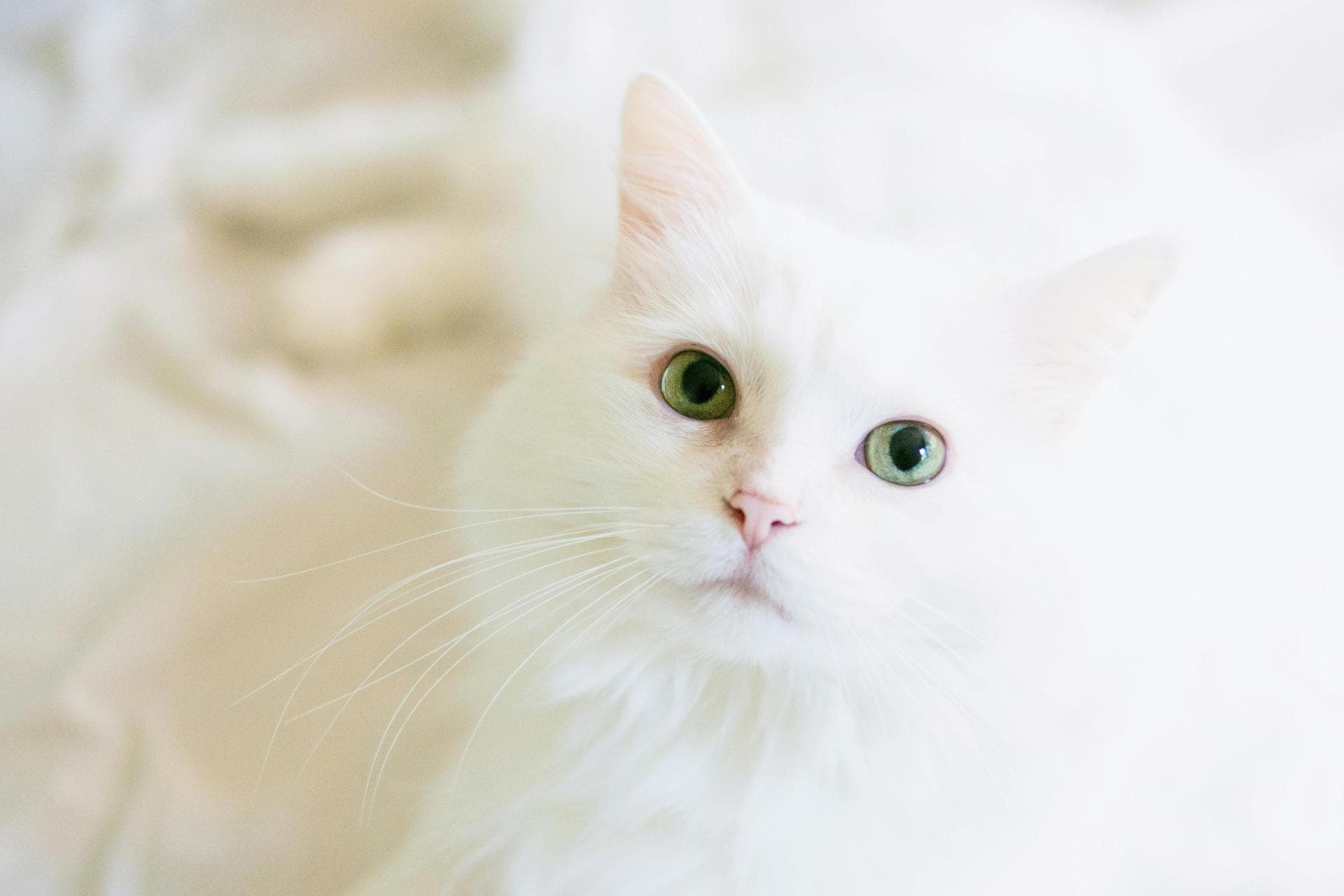 Dog & Cat Vets in Ogden