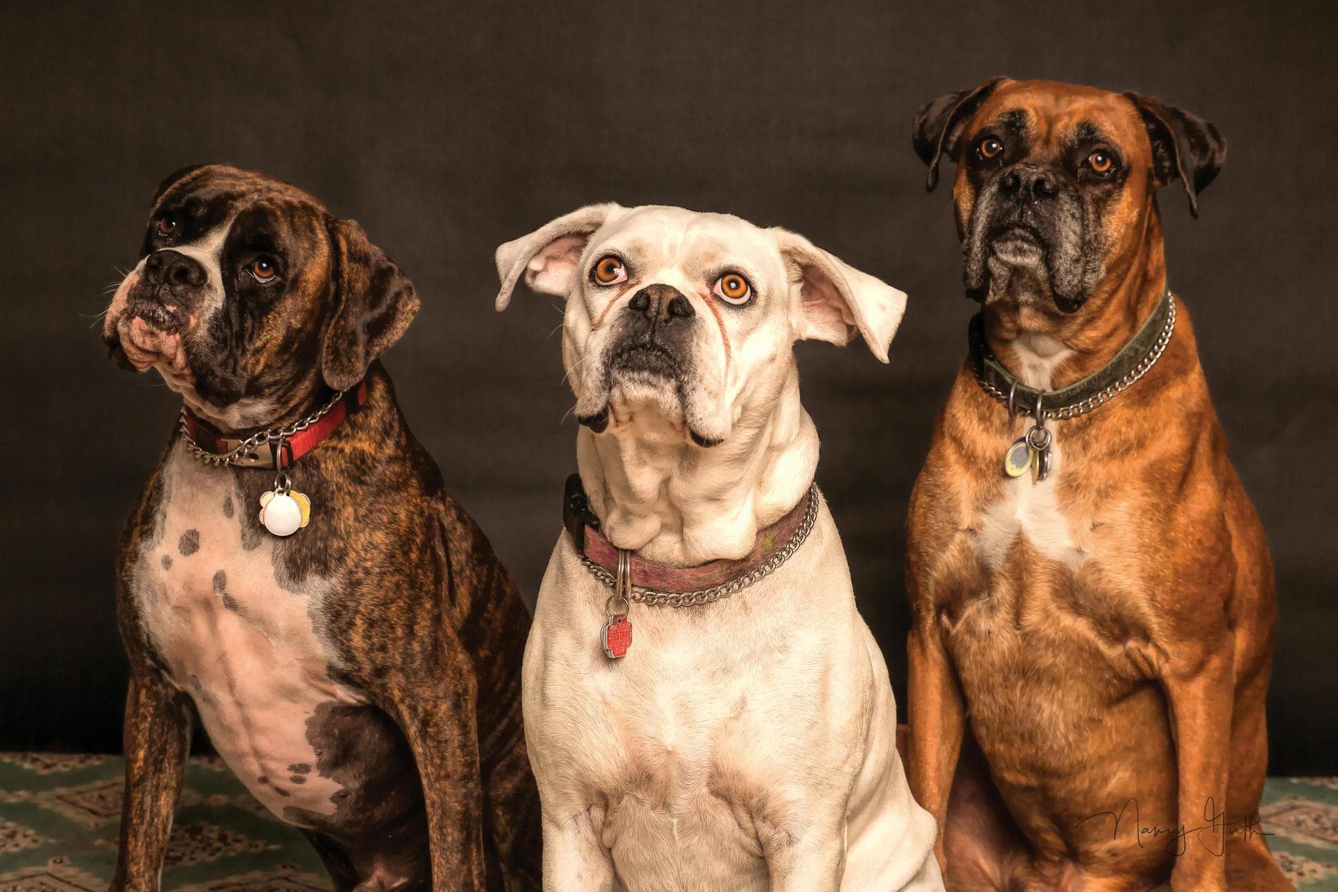 Best Vets in Ogden